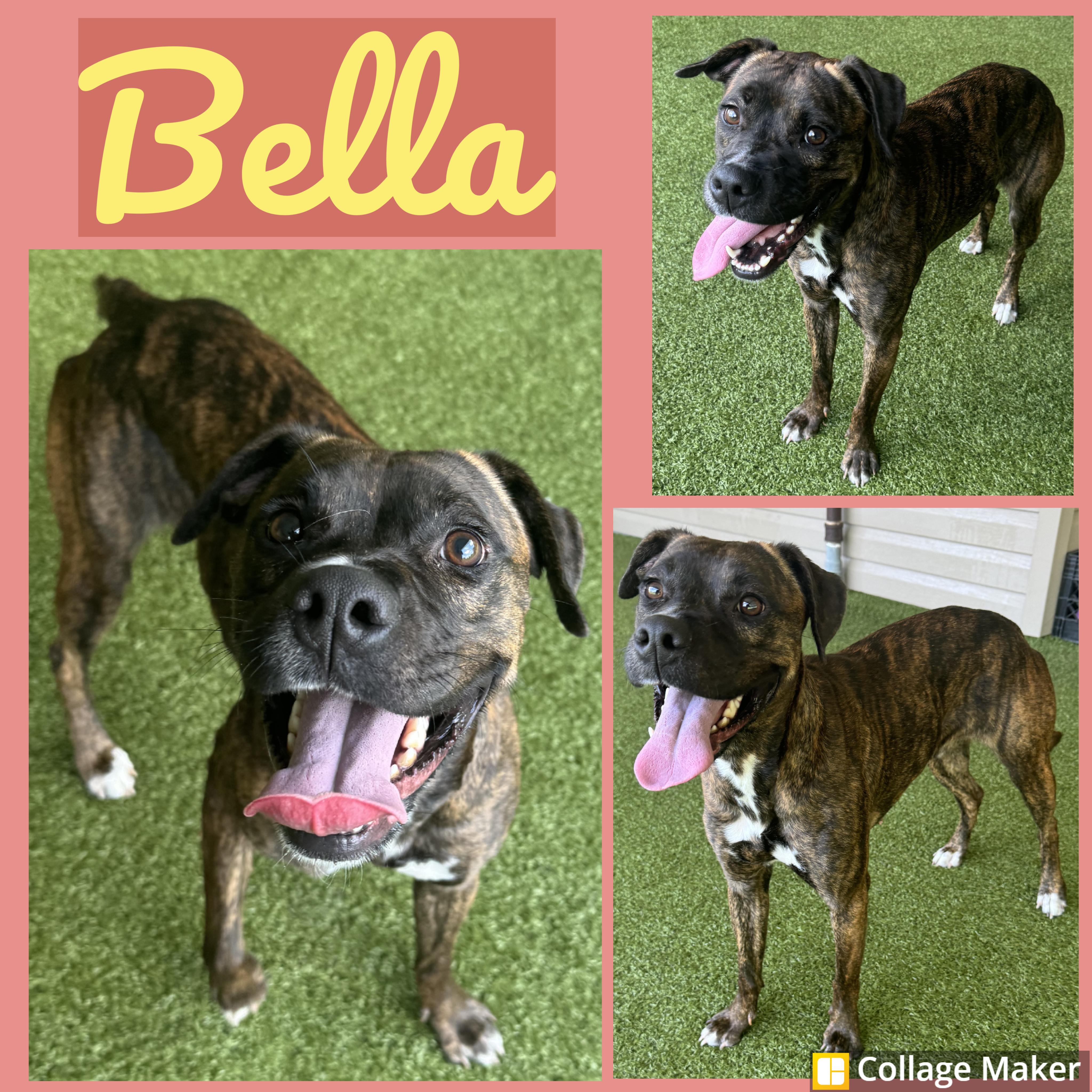 Bella, Adult Female Boxer