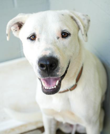 Enlarge Dapper, a Adoptable mixed breed in Bowling Green, KY image 1/3