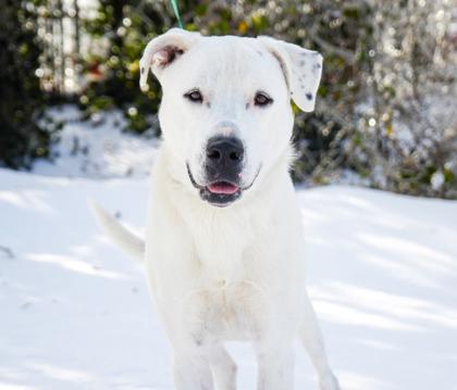 Enlarge Dapper, a Adoptable mixed breed in Bowling Green, KY image 2/3