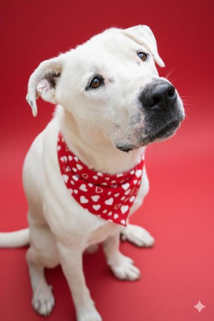 Enlarge Dapper, a Adoptable mixed breed in Bowling Green, KY image 3/3