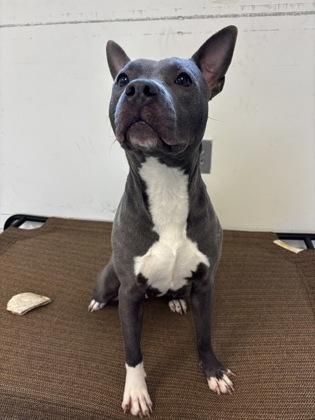 Dior, Adoptable, Adult Female Pit Bull Terrier & Mixed Breed.