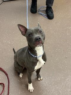 Dior, Adoptable, Adult Female Pit Bull Terrier & Mixed Breed.