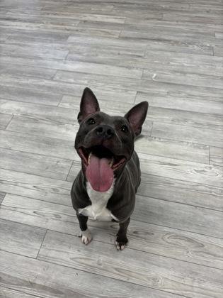 Dior, Adoptable, Adult Female Pit Bull Terrier & Mixed Breed.