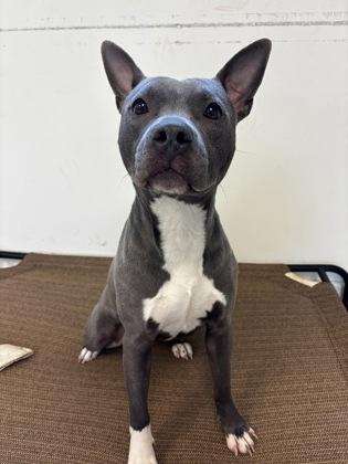 Dior, a Adoptable mixed breed in South Bend, IN image 3/3