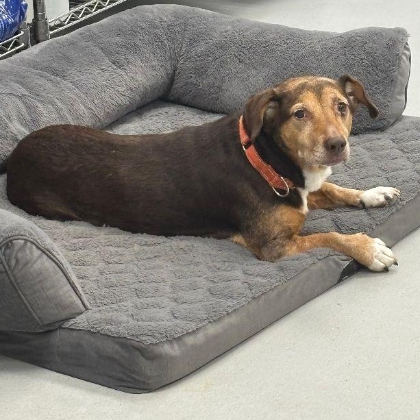 Enlarge Luna, a Adoptable mixed breed in Carneys Point, NJ image 3/6