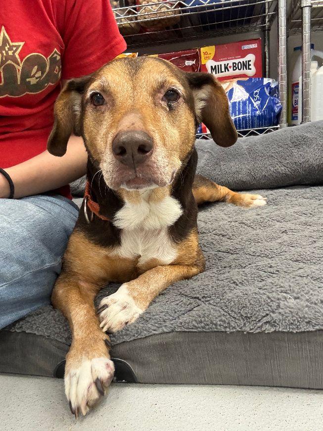 Enlarge Luna, a Adoptable mixed breed in Carneys Point, NJ image 2/6