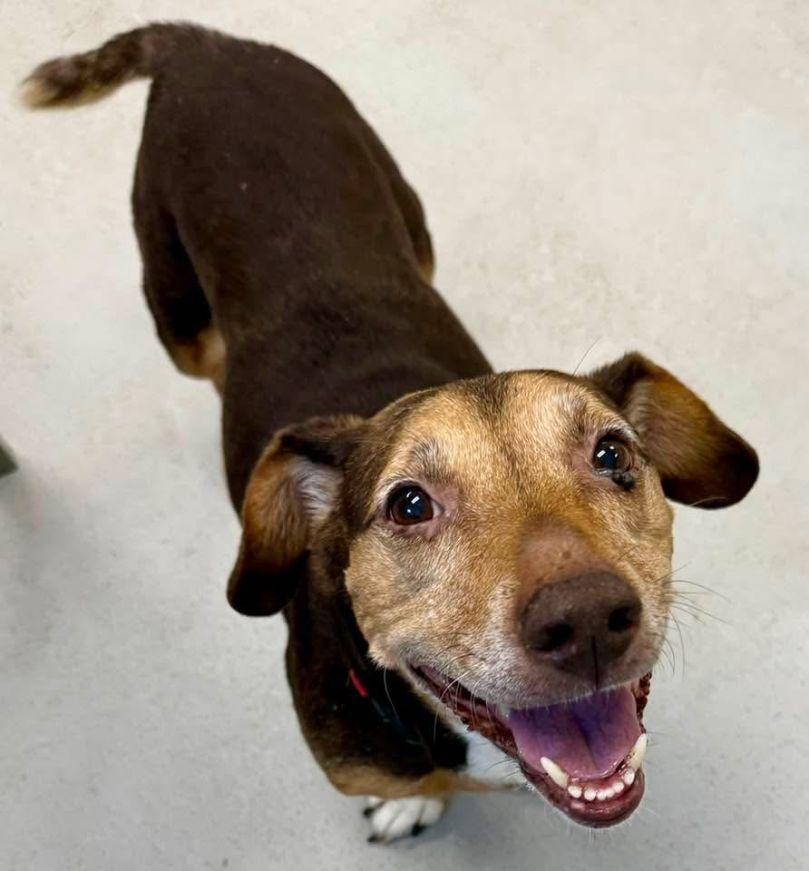 Luna, Adoptable, Senior Female Basset Hound.