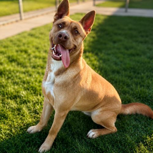 Scooby, Adoptable, Young Male Australian Cattle Dog / Blue Heeler & Pit Bull Terrier.