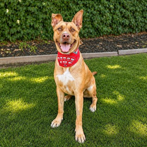 Enlarge Scooby, a Adoptable mixed breed in Lathrop, CA image 2/6