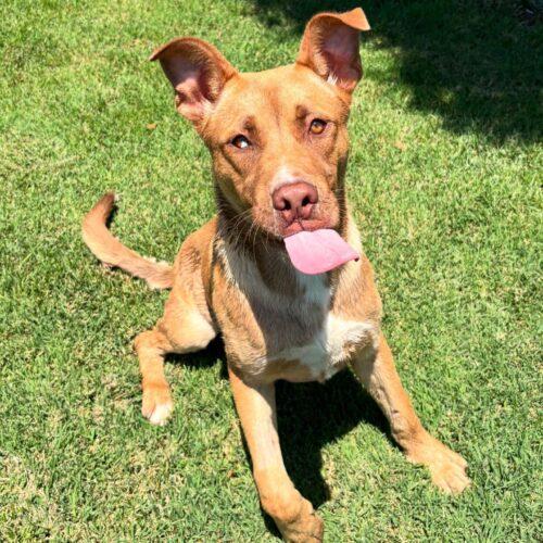 Enlarge Scooby, a Adoptable mixed breed in Lathrop, CA image 1/6