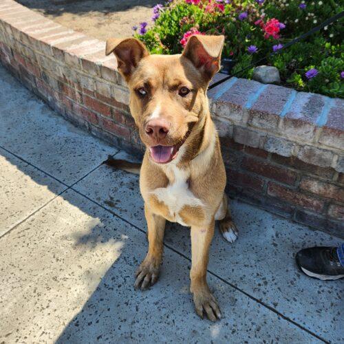 Enlarge Scooby, a Adoptable mixed breed in Lathrop, CA image 2/6