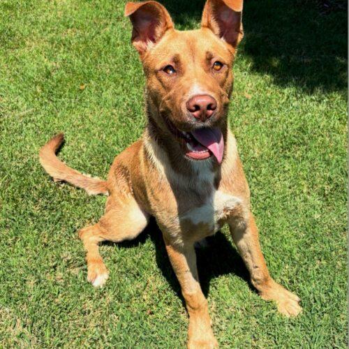 Enlarge Scooby, a Adoptable mixed breed in Lathrop, CA image 4/6