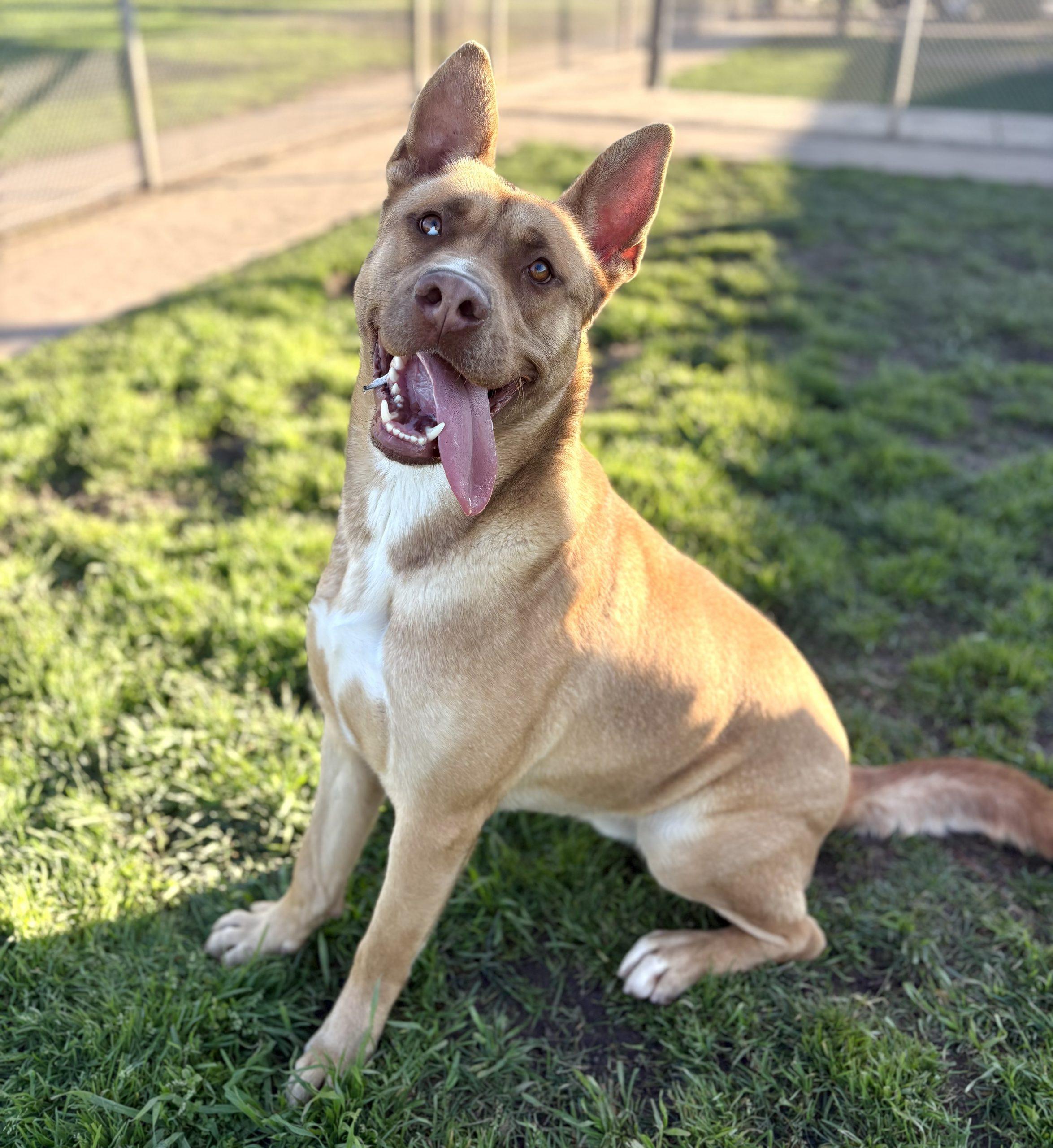 Enlarge Scooby, a Adoptable mixed breed in Lathrop, CA image 5/6