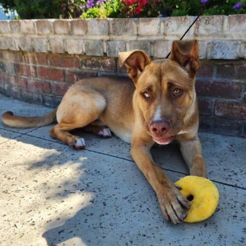 Enlarge Scooby, a Adoptable mixed breed in Lathrop, CA image 6/6