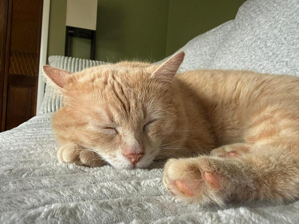 Shrek, a Adoptable Domestic Short Hair in Clarksville, TN image 1/6