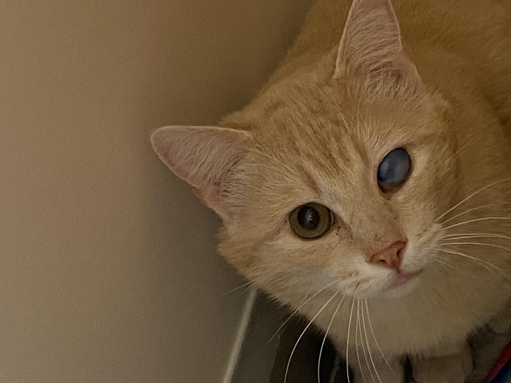 Shrek, a Adoptable Domestic Short Hair in Clarksville, TN image 2/6