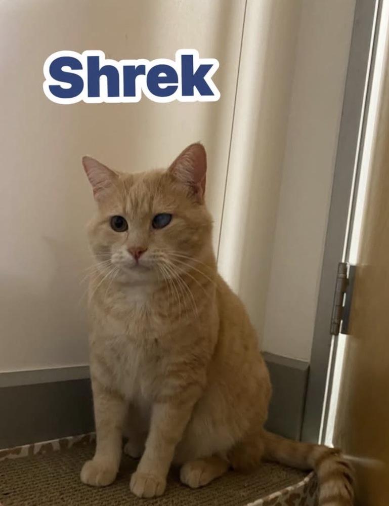 Shrek, a Adoptable Domestic Short Hair in Clarksville, TN image 5/6