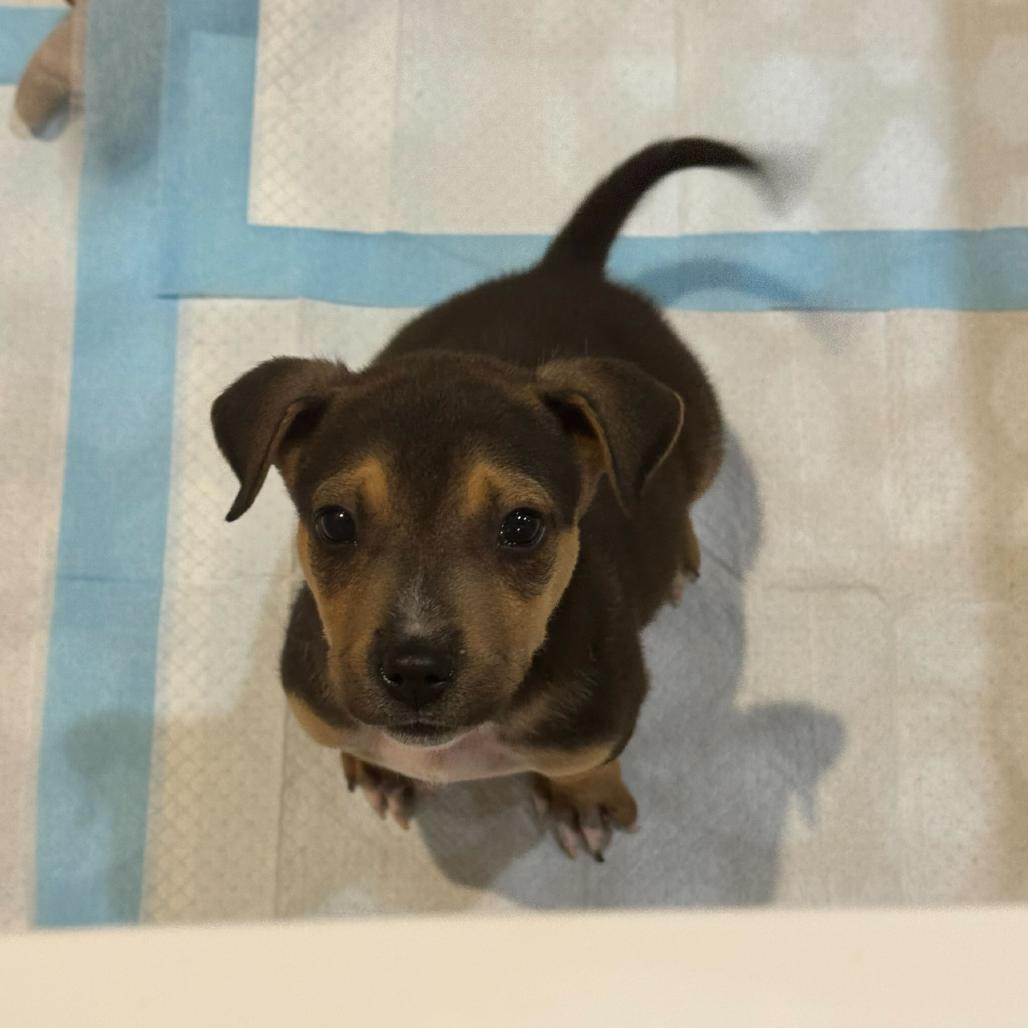 Cashew, Adoptable, Young Male Pit Bull Terrier.