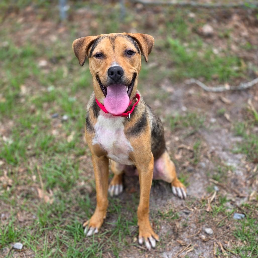 Enlarge Cashew, a Adoptable Pit Bull Terrier in Valdosta , GA image 2/5