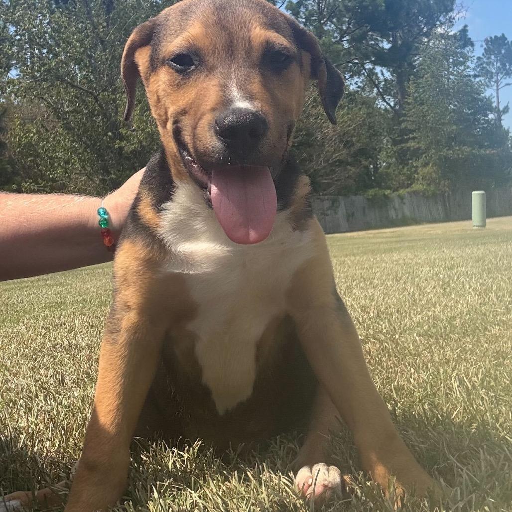 Enlarge Cashew, a Adoptable Pit Bull Terrier in Valdosta , GA image 3/5