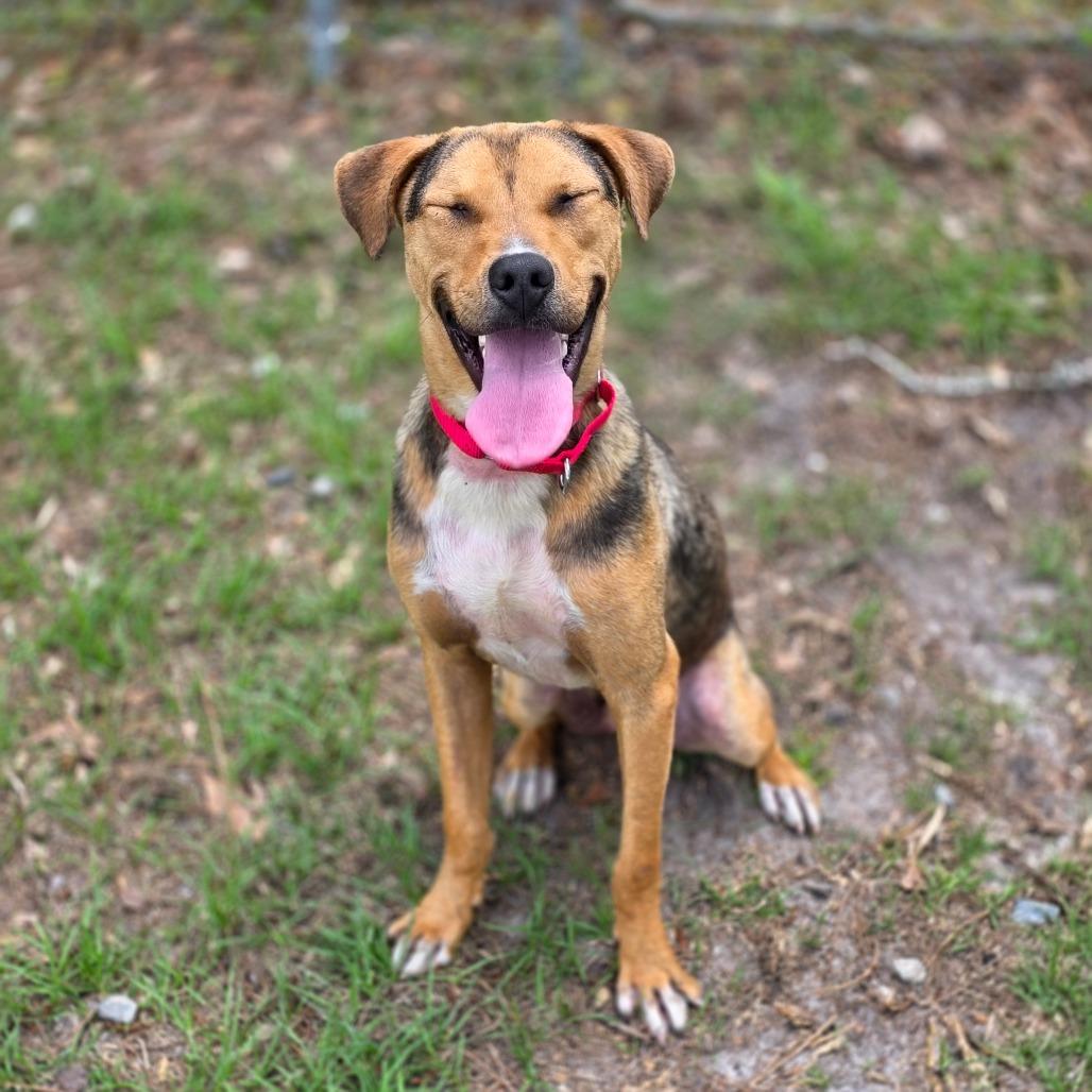 Enlarge Cashew, a Adoptable Pit Bull Terrier in Valdosta , GA image 5/5