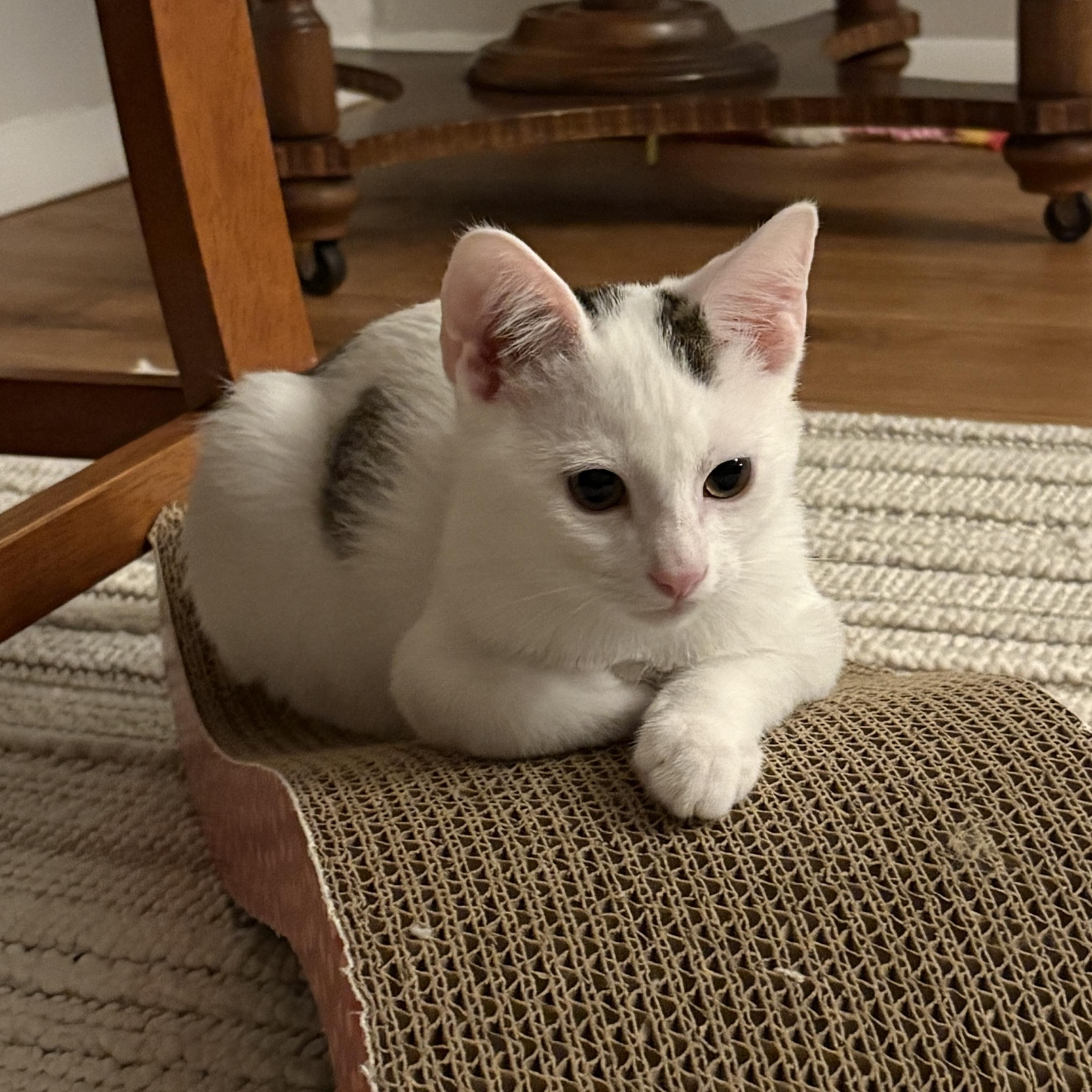 Skye, a ADOPTABLE Domestic Short Hair in Bentonville, AR image 2/5