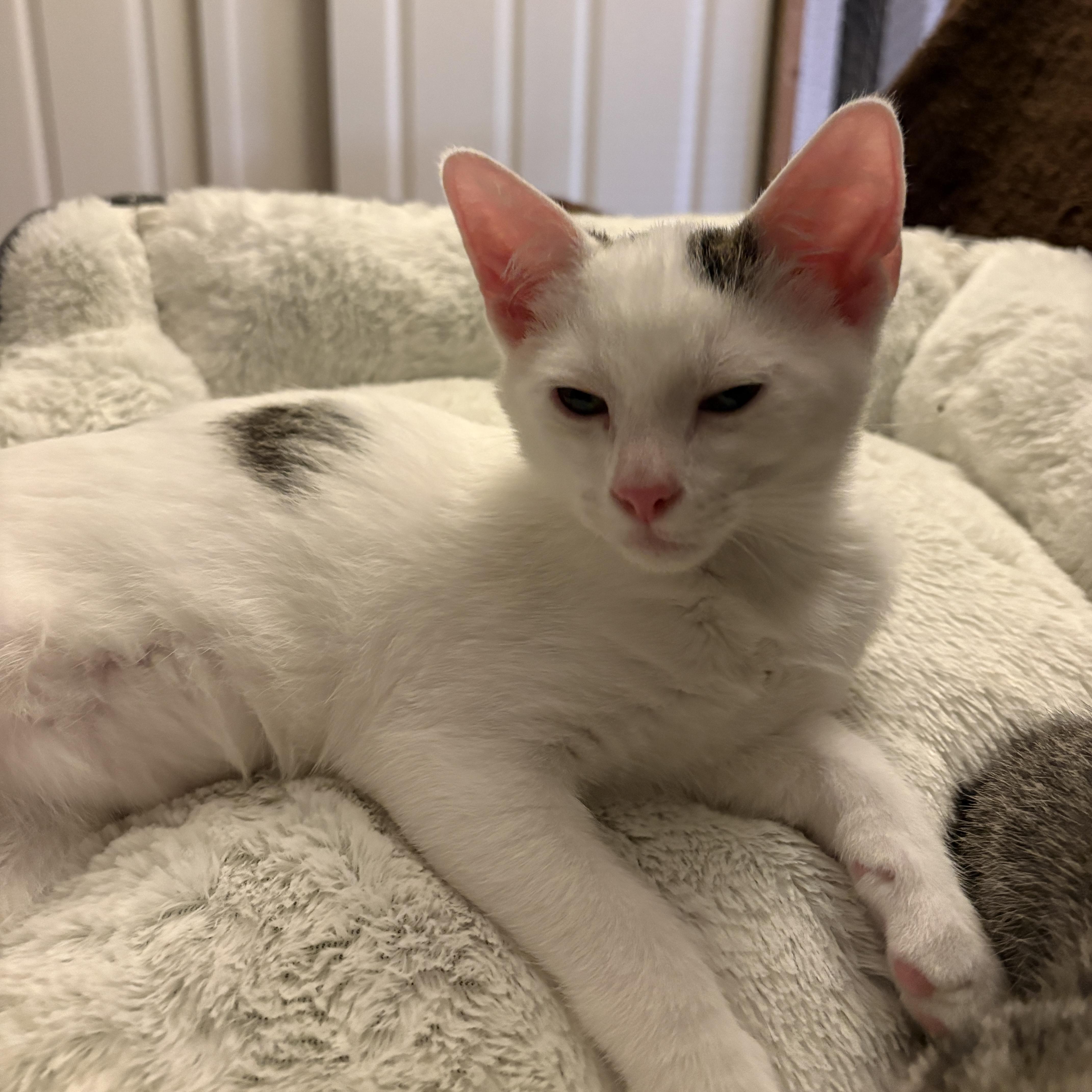 Skye, a ADOPTABLE Domestic Short Hair in Bentonville, AR image 5/5