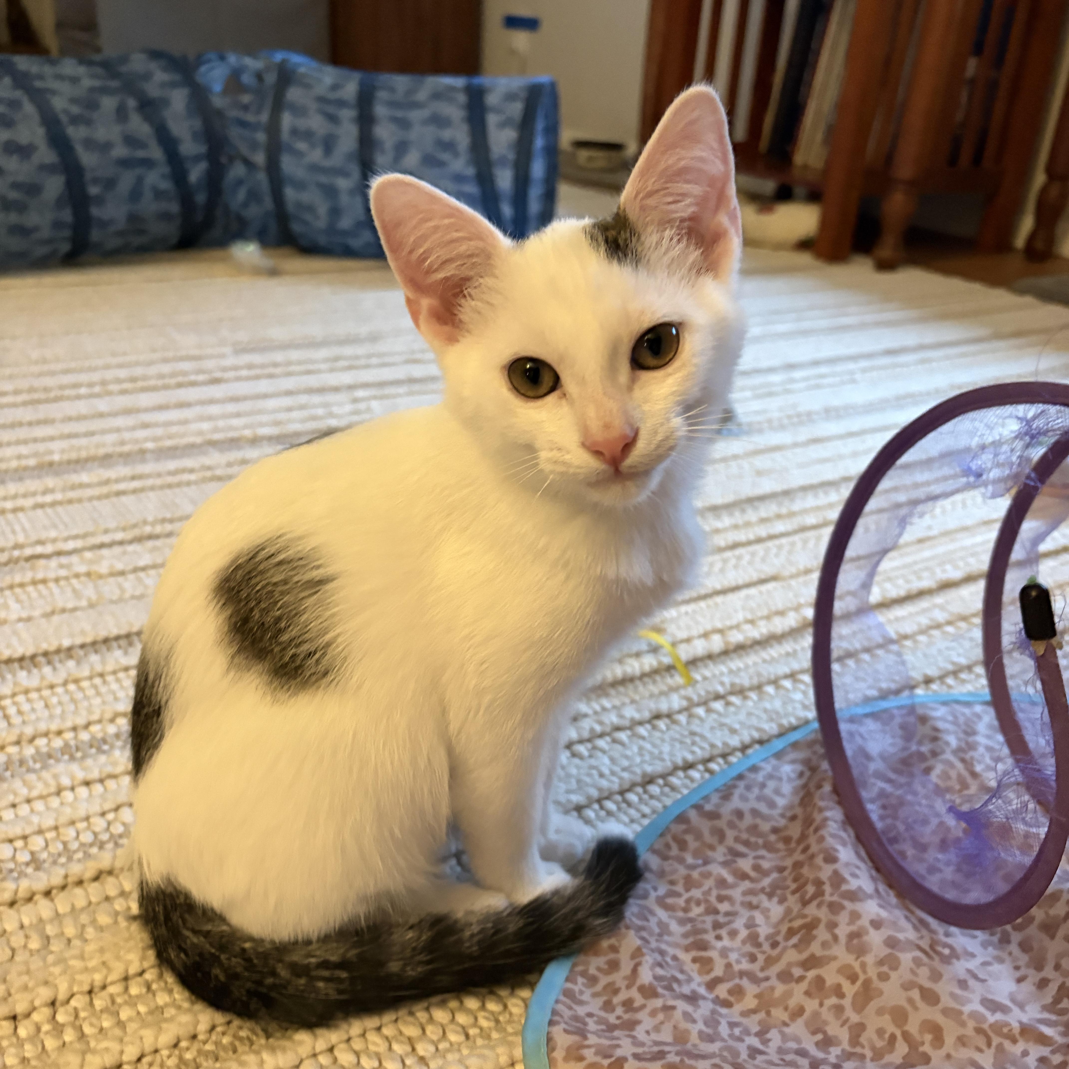Skye, ADOPTABLE, Kitten Male Domestic Short Hair.