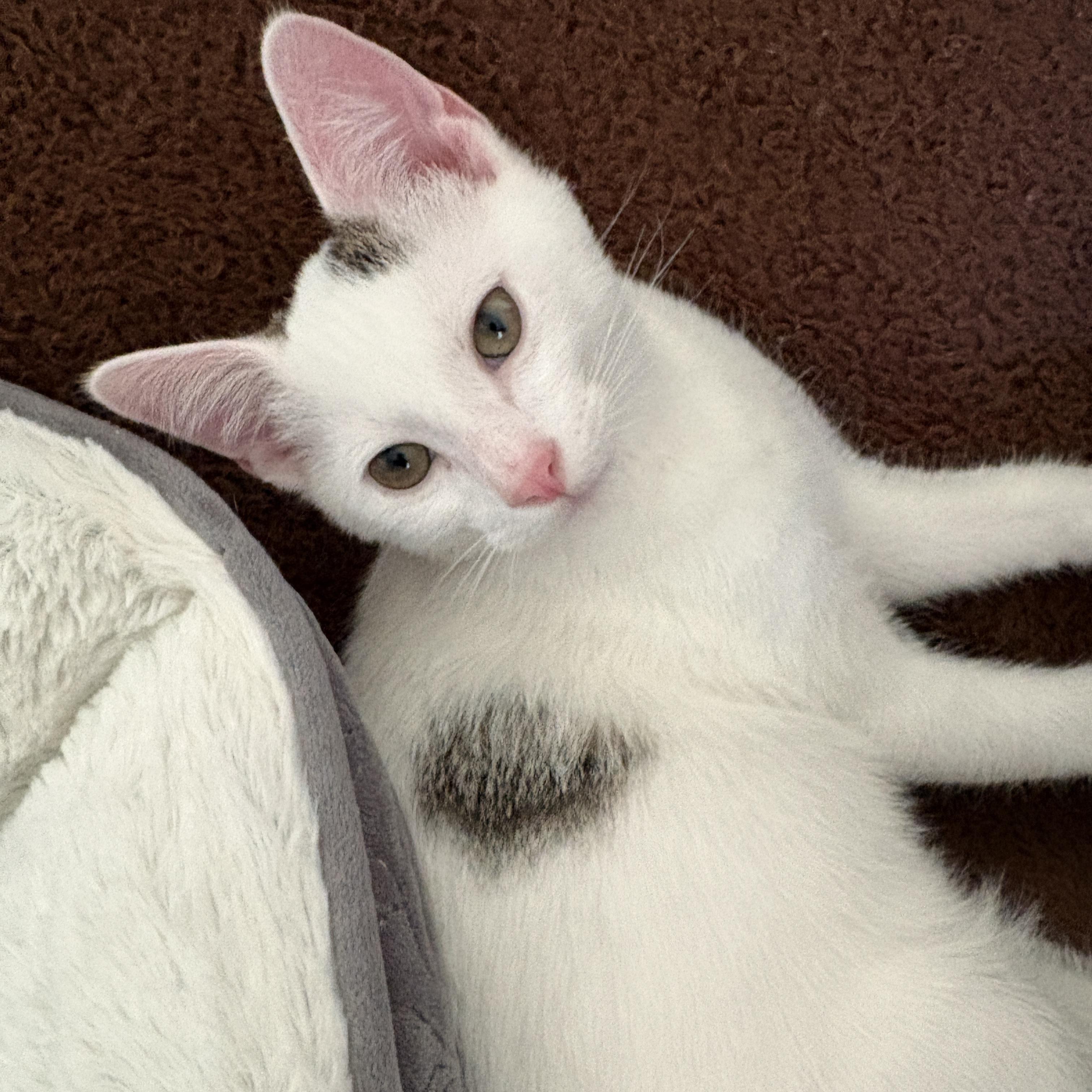 Skye, a ADOPTABLE Domestic Short Hair in Bentonville, AR image 3/5