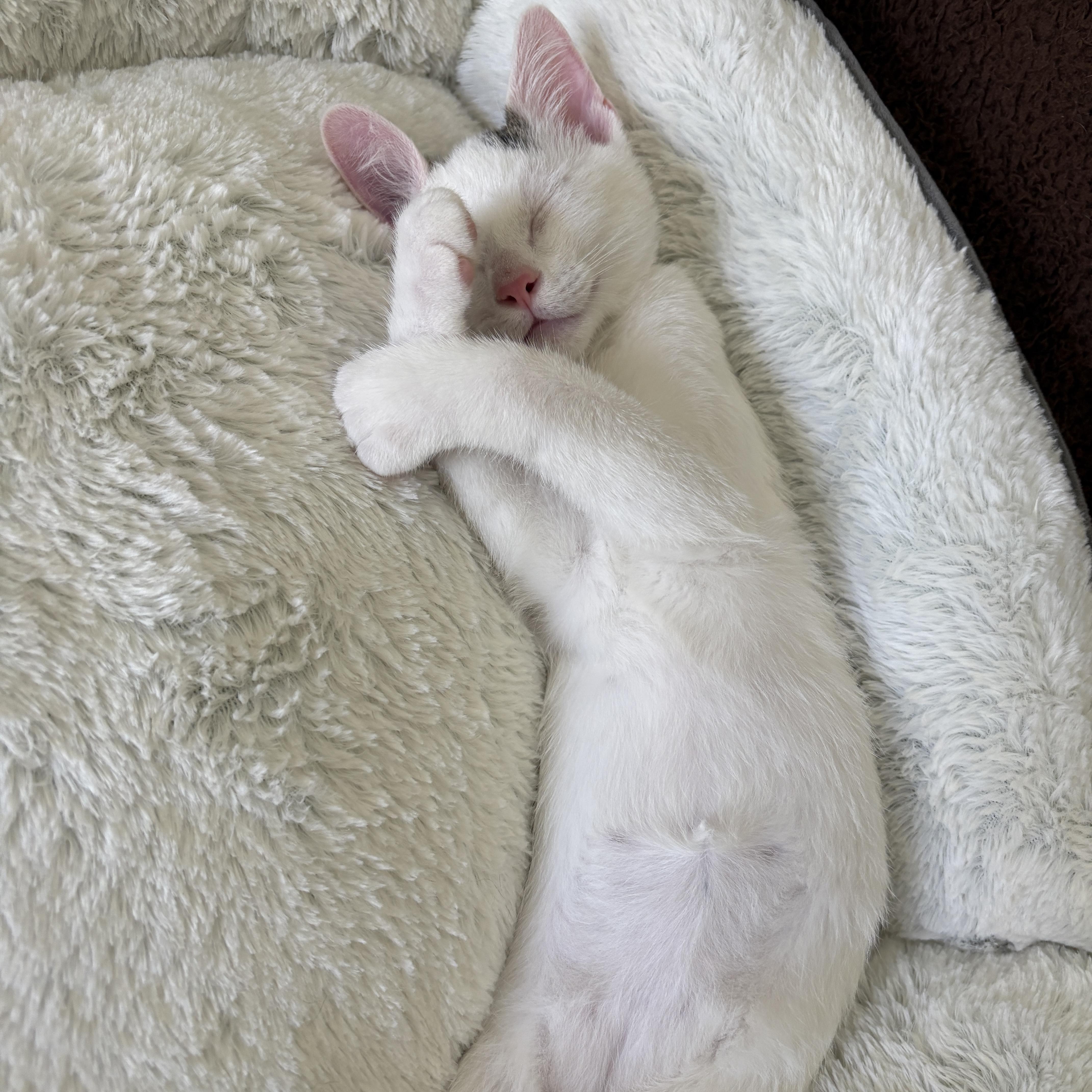 Skye, a ADOPTABLE Domestic Short Hair in Bentonville, AR image 4/5