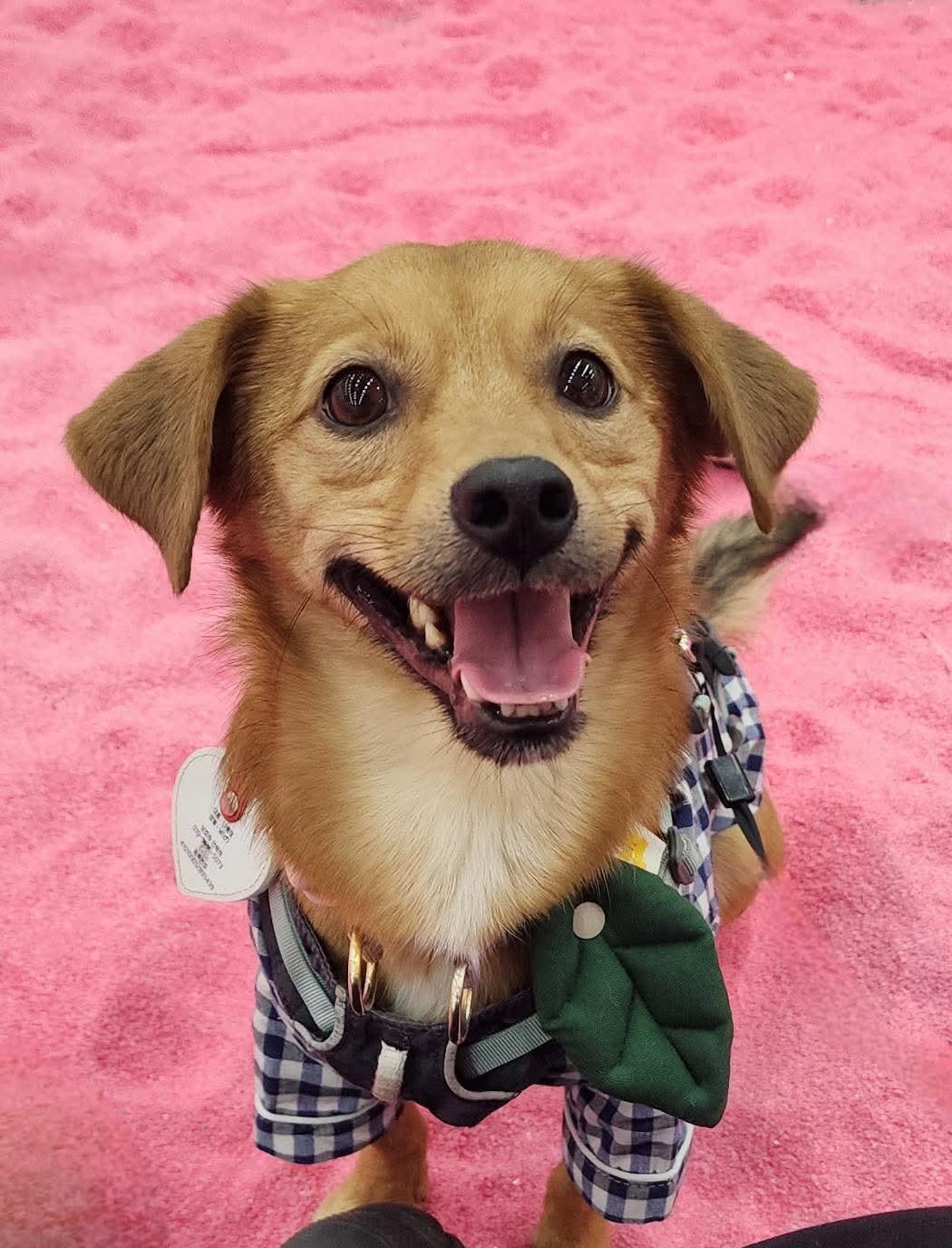 Maroon, an adopted mixed breed in Philadelphia, PA image 1/5