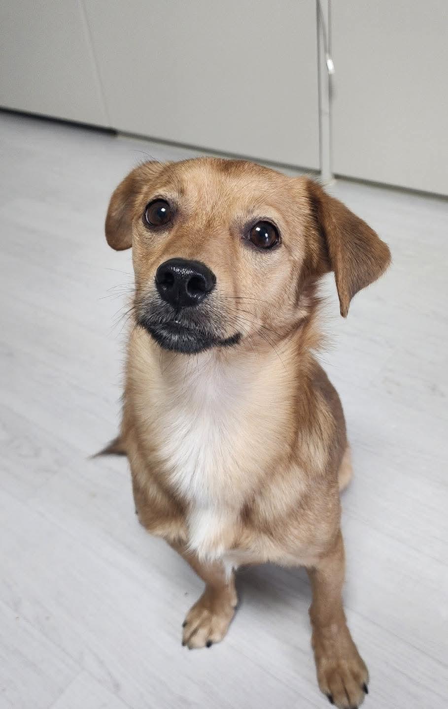 Maroon, an adopted mixed breed in Philadelphia, PA image 2/5