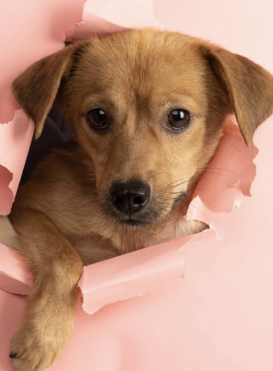 Maroon, an adopted mixed breed in Philadelphia, PA image 3/5