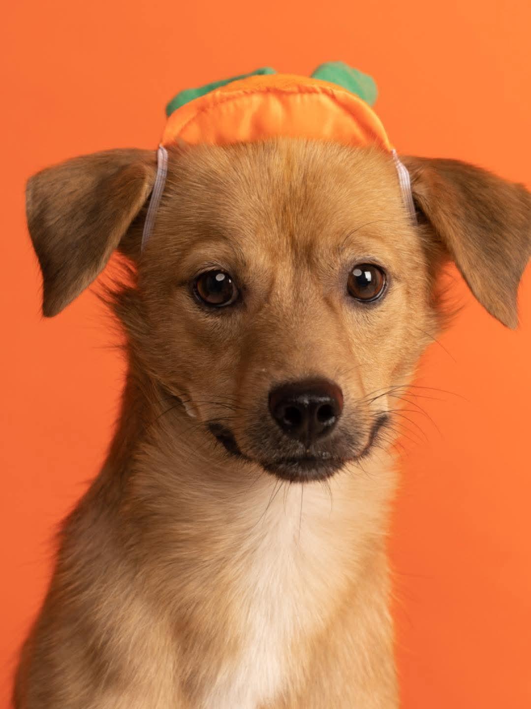 Maroon, an adopted mixed breed in Philadelphia, PA image 4/5