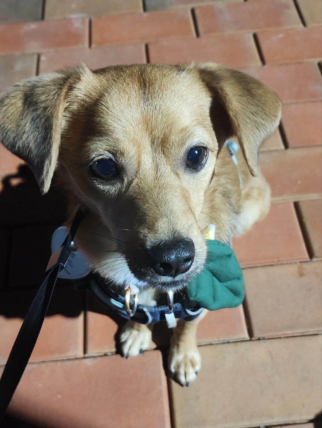 Maroon, an adopted mixed breed in Philadelphia, PA image 5/5