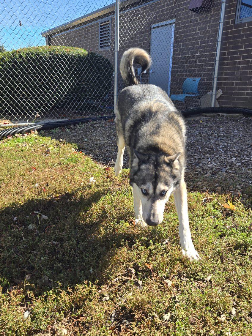 Enlarge Hawk, a Adoptable mixed breed in Yorkville, IL image 2/3