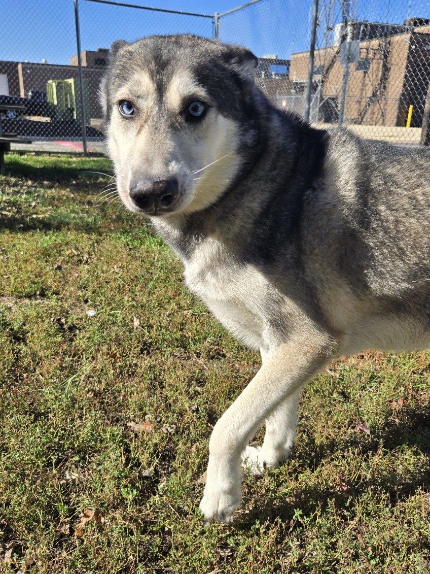 Hawk, Adoptable, Adult Male Siberian Husky.