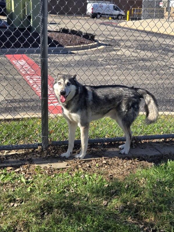 Enlarge Hawk, a Adoptable mixed breed in Yorkville, IL image 3/3