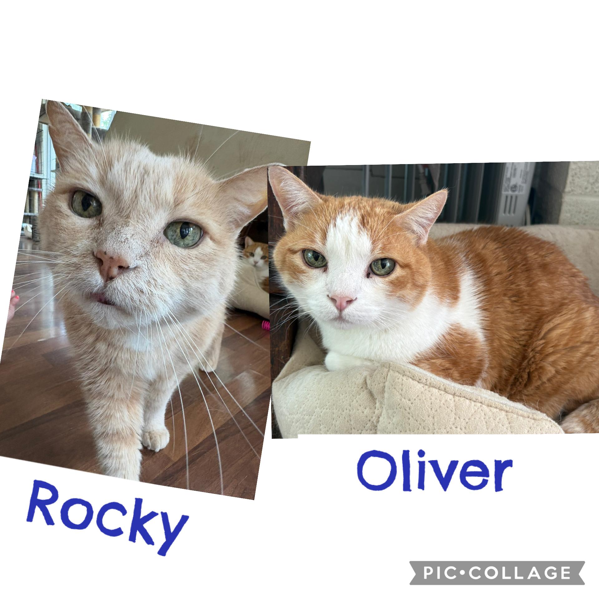 Rocky & Oliver (Bonded Pair)