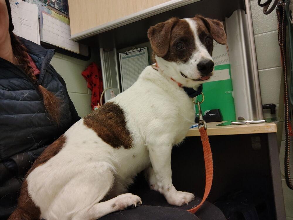 Toast, Adoptable, Adult Male Corgi.