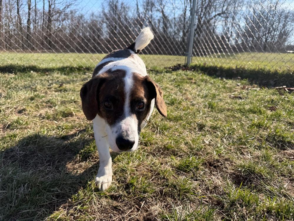 Enlarge Toast, a Adoptable mixed breed in Kalamazoo, MI image 2/4