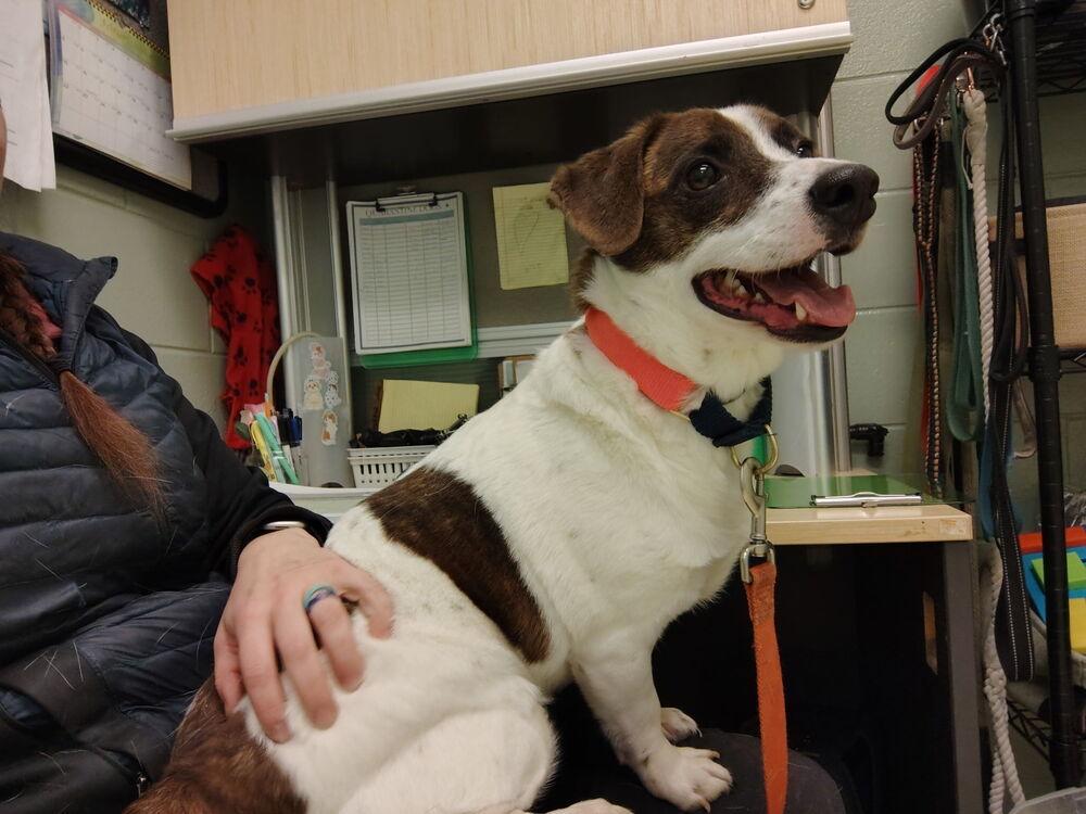 Enlarge Toast, a Adoptable mixed breed in Kalamazoo, MI image 3/4