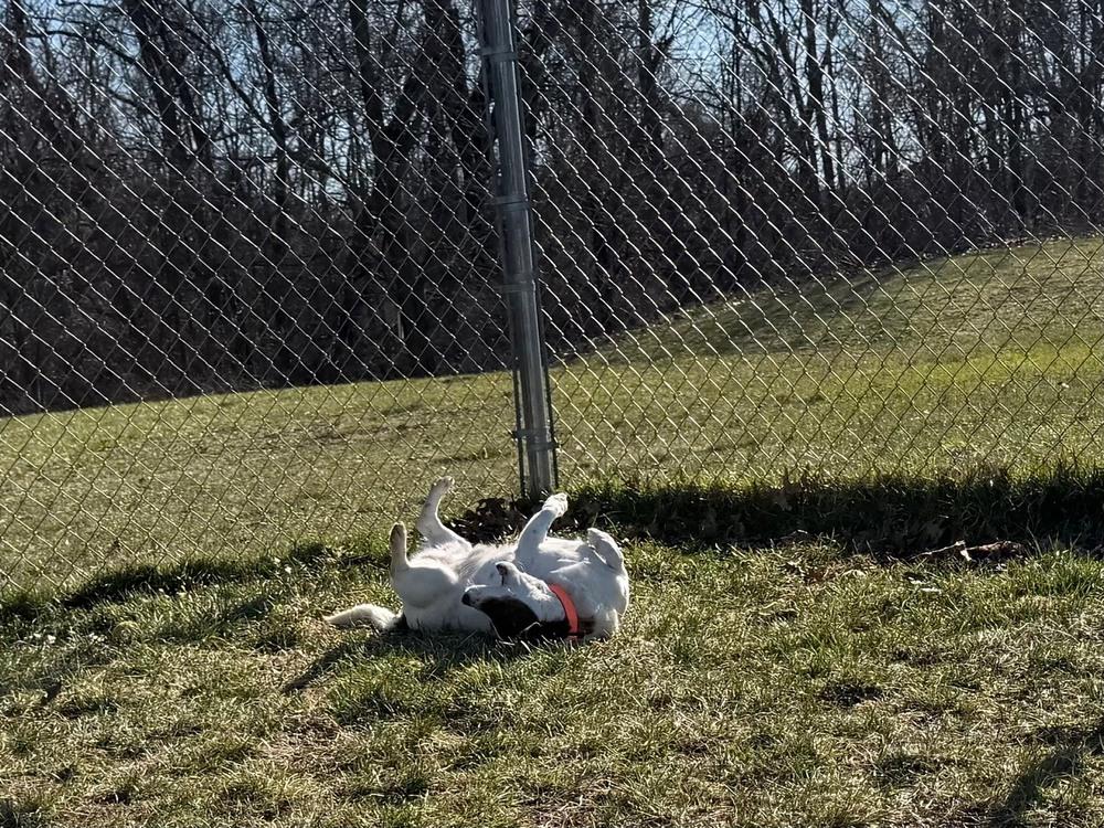 Enlarge Toast, a Adoptable mixed breed in Kalamazoo, MI image 4/4