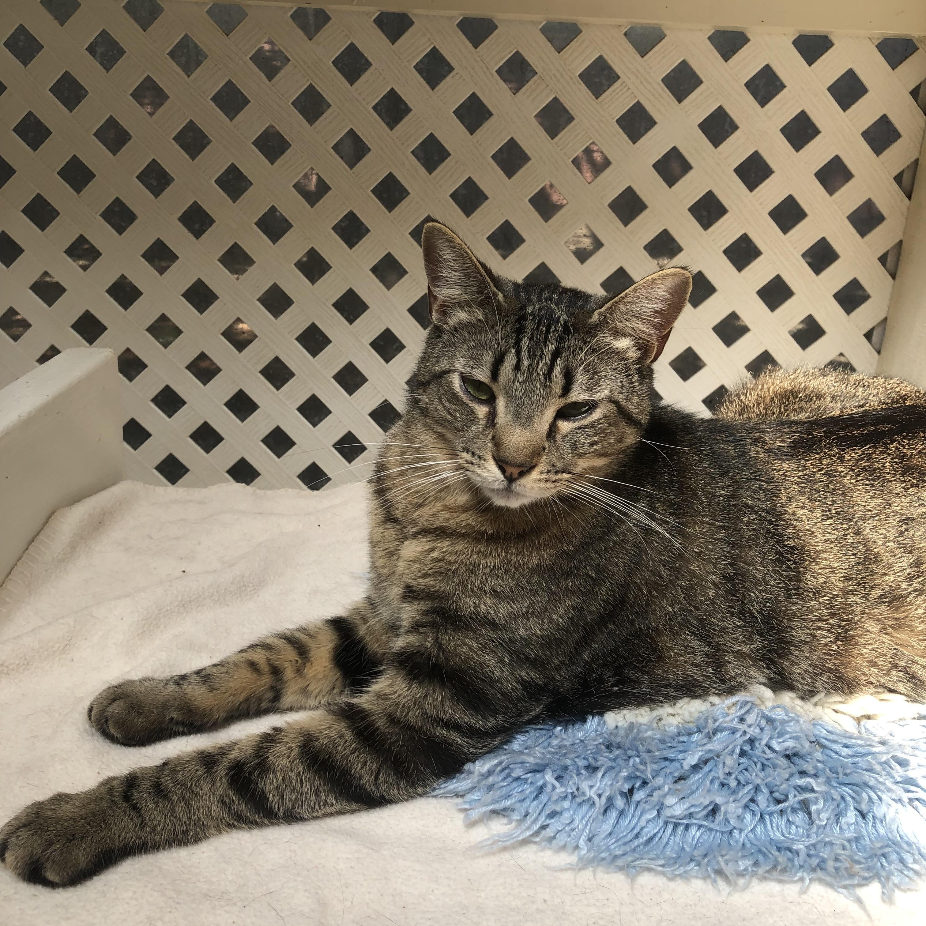 Jax, ADOPTABLE, Adult Male Tabby.