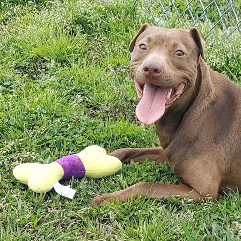 Crimson - in foster home, a Adoptable Mixed Breed in Myrtle Beach, SC image 4/6