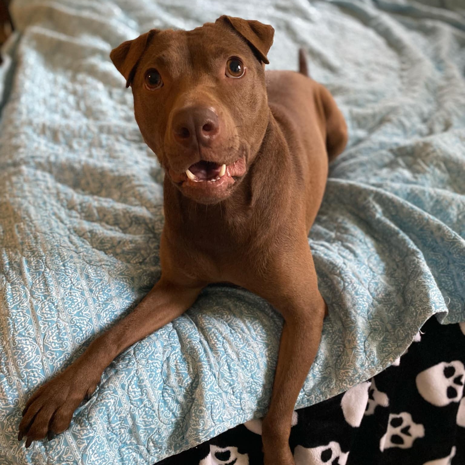 Crimson - in foster home, a Adoptable Mixed Breed in Myrtle Beach, SC image 1/6