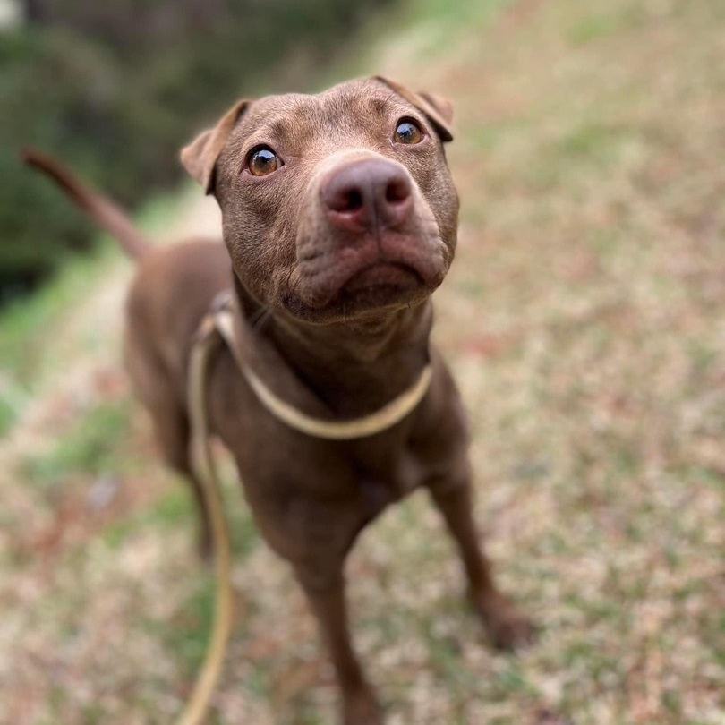Crimson - in foster home, a Adoptable Mixed Breed in Myrtle Beach, SC image 3/6
