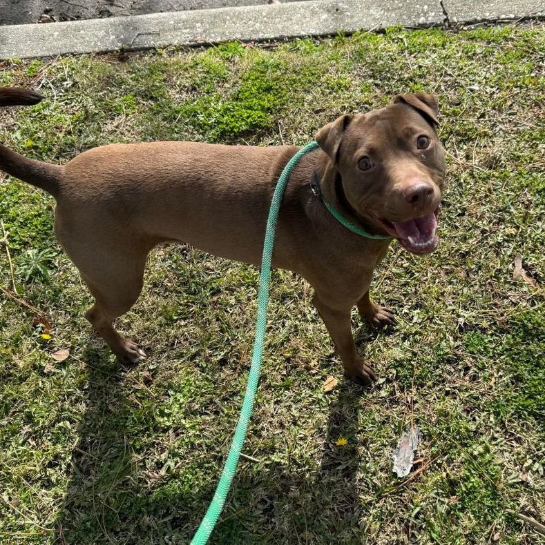 Crimson - in foster home, a Adoptable Mixed Breed in Myrtle Beach, SC image 5/6