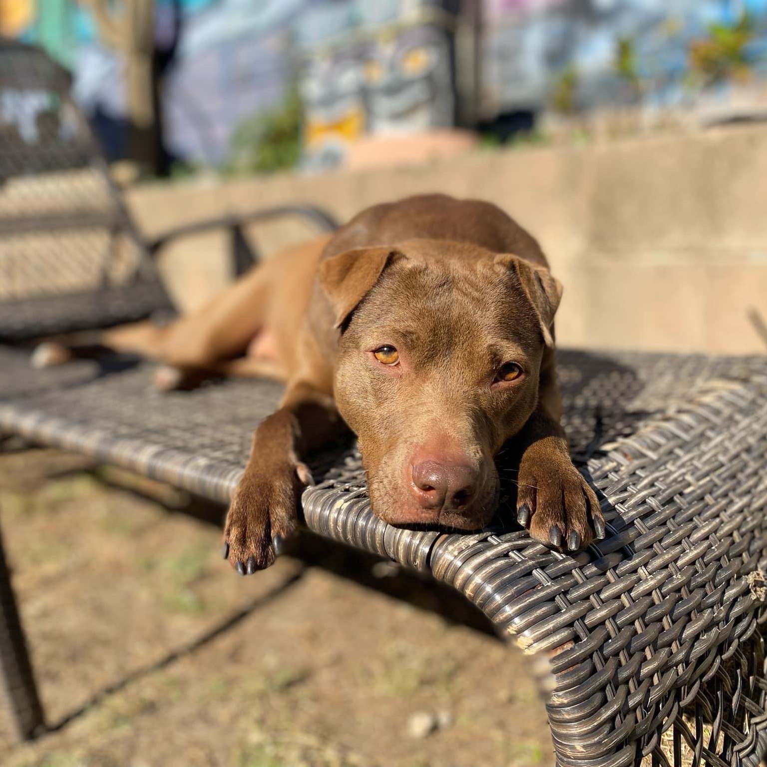 Crimson - in foster home, a Adoptable Mixed Breed in Myrtle Beach, SC image 2/6