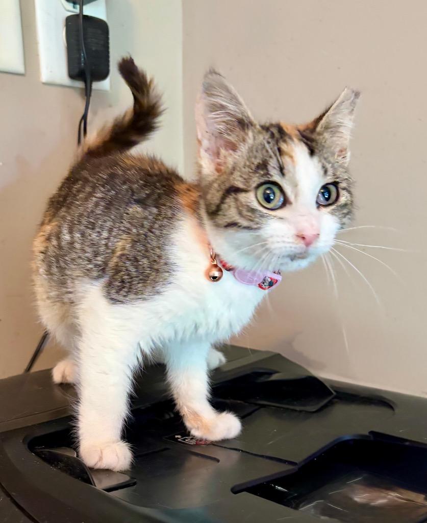 Crimson, Adoptable, Kitten Female Domestic Short Hair.